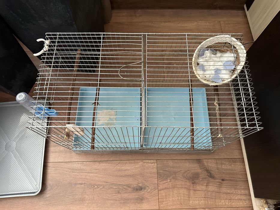 Зеброви амадини женски