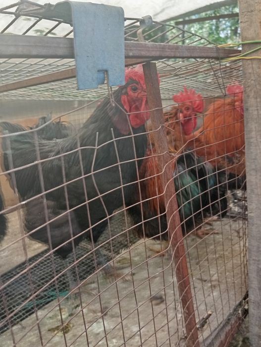 Продам петухов прошлогодних