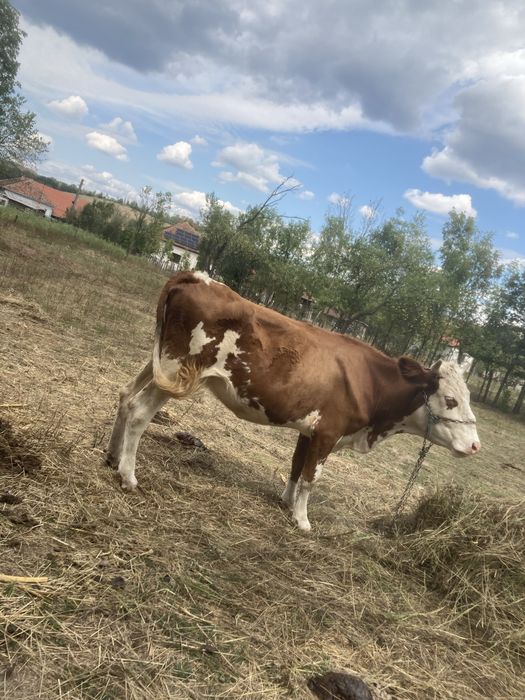 Vand vaca gestanta întro luna