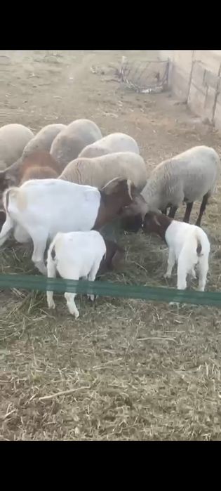 Vând capra boier cu 2 iede mari