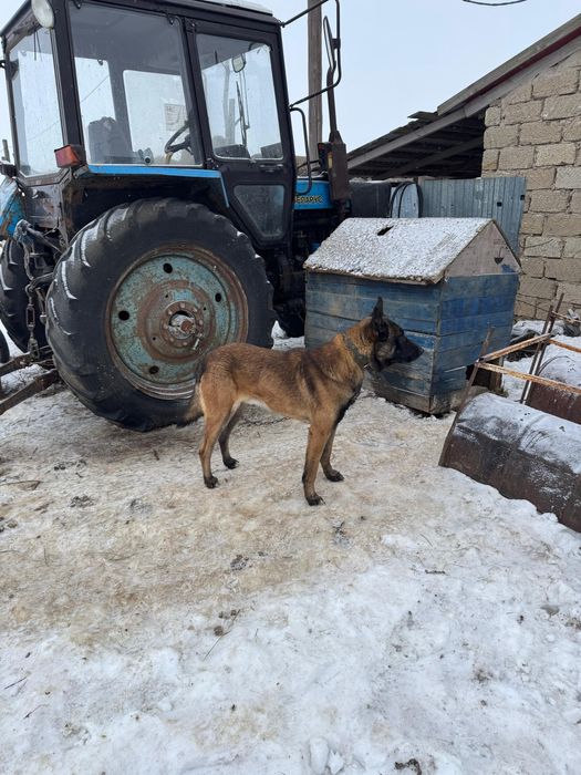 Продам овчарку малинуа