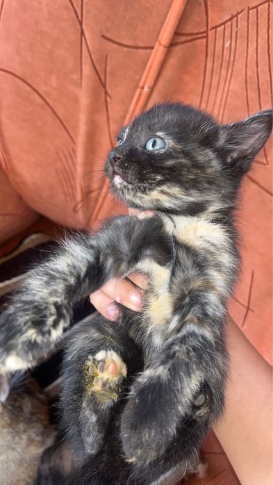 Котенки милыееее