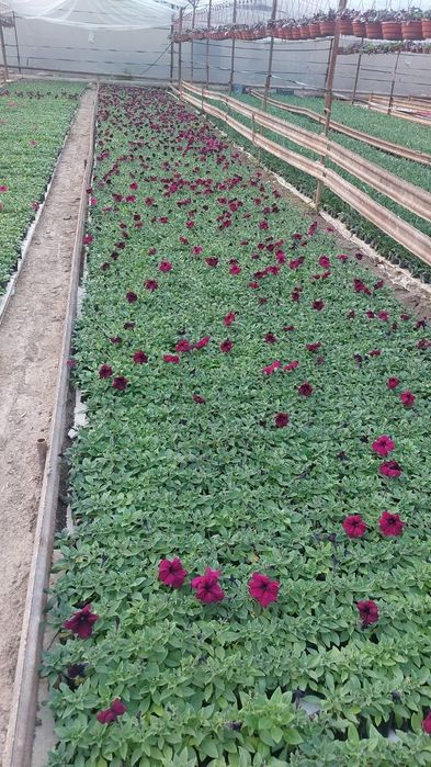 Pituniya. Петуния