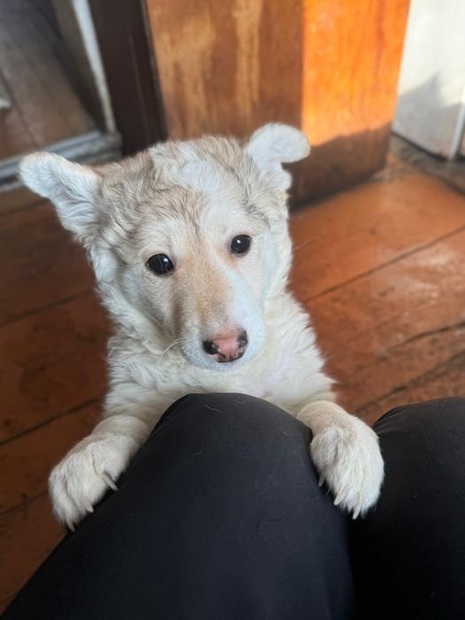 Отдам щенят бесплатно