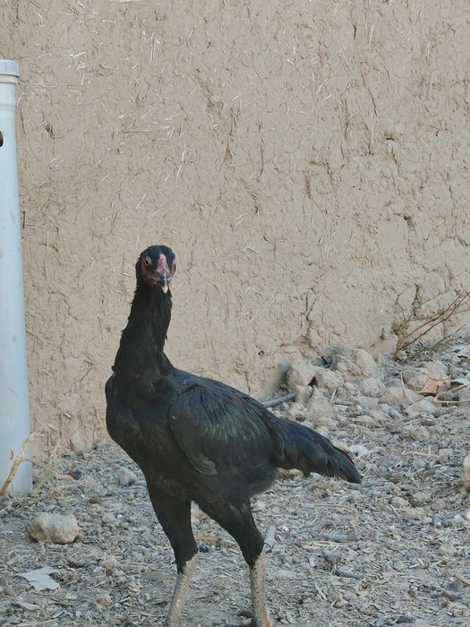 Joja tovula Turk
