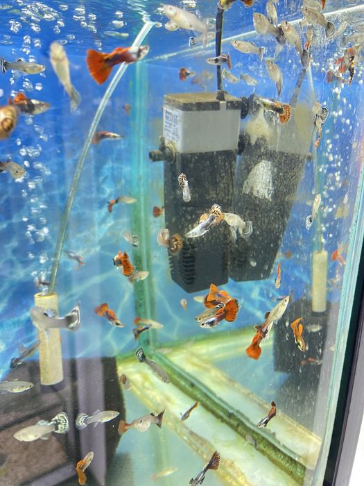 Аквариумные рыбки гуппи