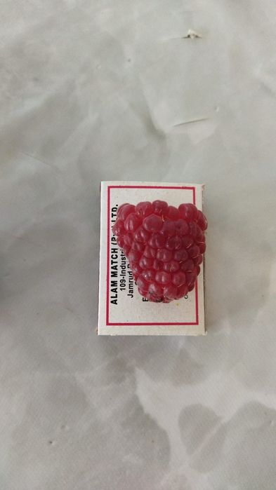 Продам растения малины,сорт "Золото России"Красный яр