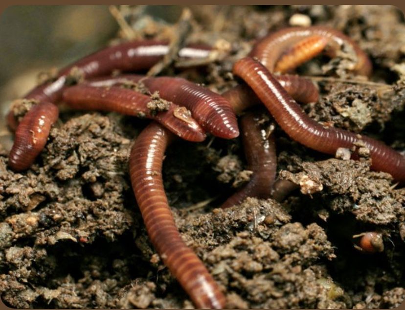 Черви Для рыбалки В Геологе