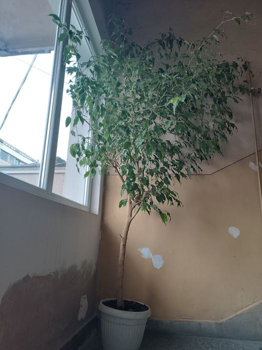 Бенджамин 3 метра