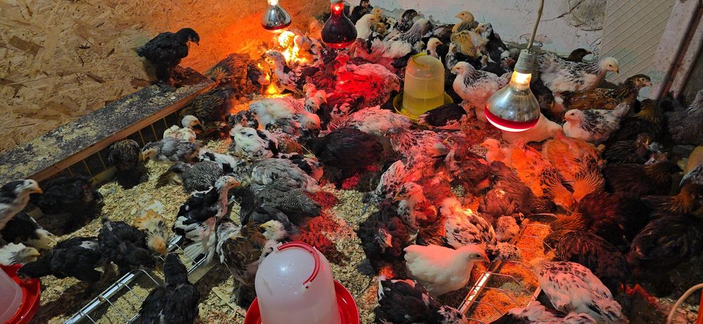 Pui rasă brahma si cochinchina urias