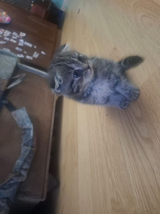 Котята вислоухие