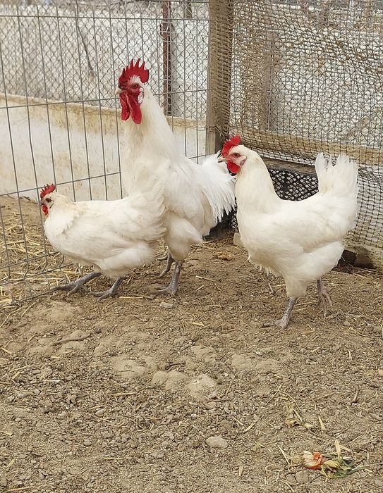 Familie de vanzare si Oua de incubat Labresse