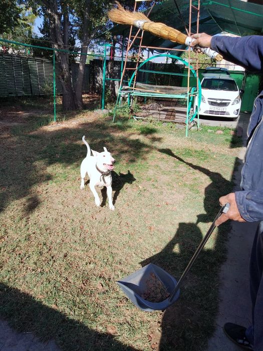 Бультерьер на вязку.НЕ  ПРОДАЕТСЯ.