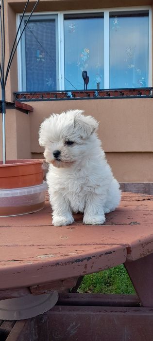 Catel bichon maltese miny