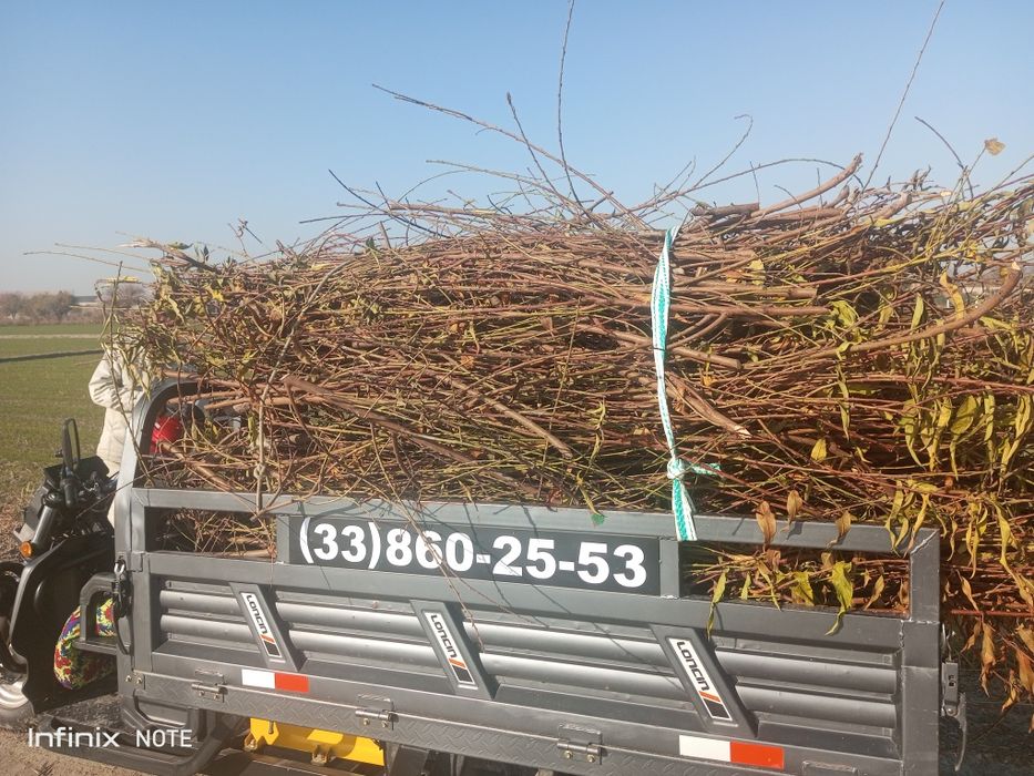 Oʻtin sotiladi 5 muravey chiqadi