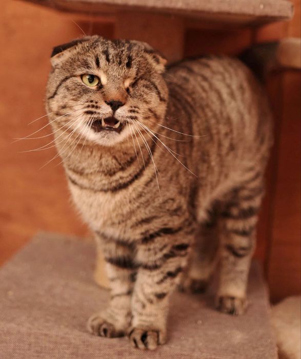 Кастрированный  котик