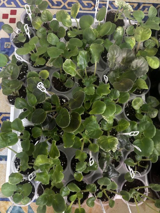 Детки сортовых фиалок