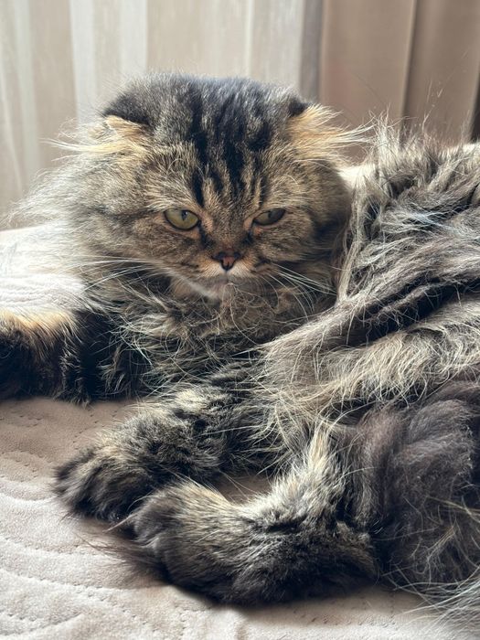 Отдам кошечку в добрые руки