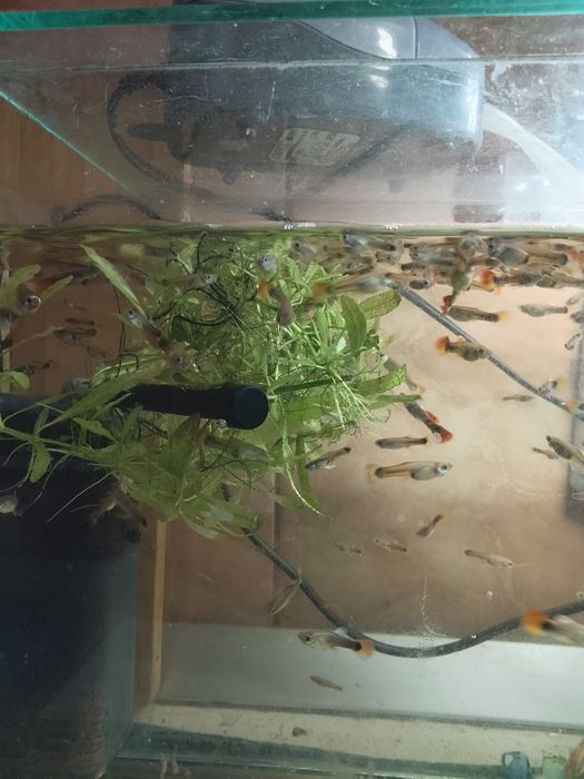 Pești guppy acvariu
