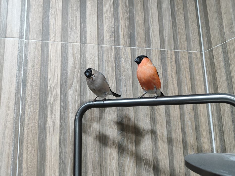 Продам птицы снегири