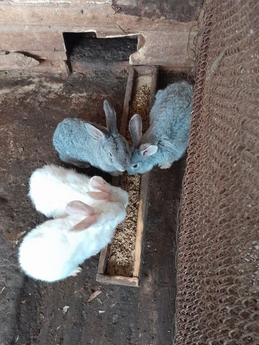 Продам кроликов по 1000т