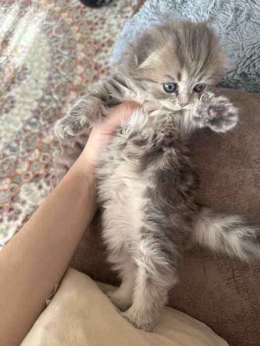 Котенок скотиш фолд