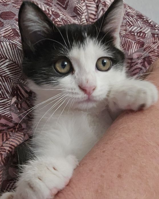 Котенок ищет дом