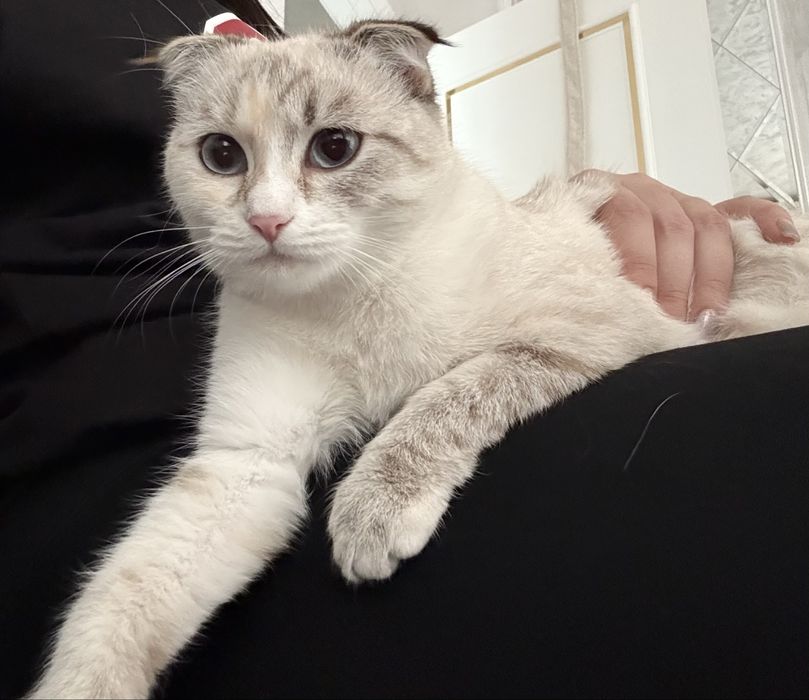 Scottish Fold collor point