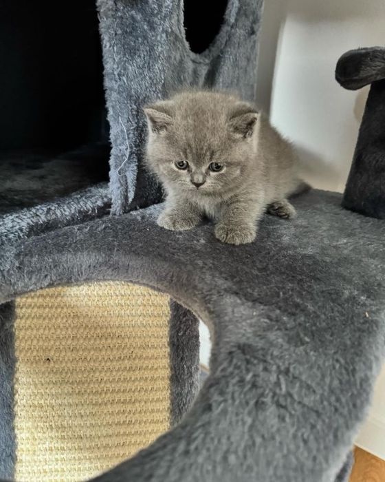 Продам британских котят