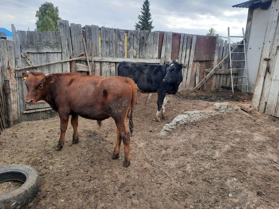 Продам телят три головы