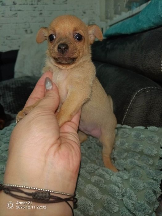 Пинчерчета мъжко и женско