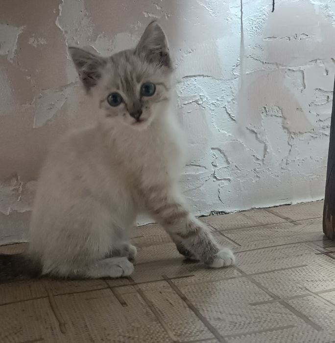 Домашние животные