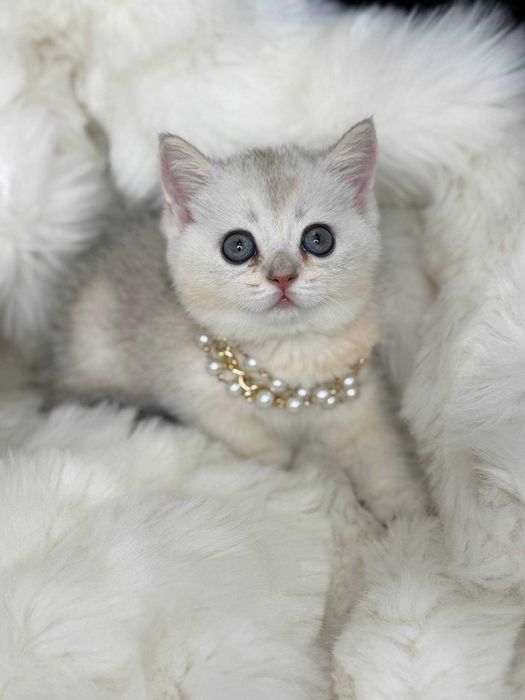 Девочка серебристая шиншилла