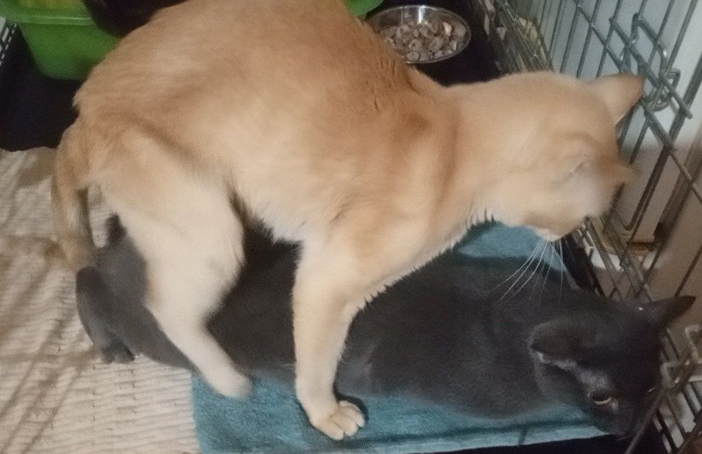 Продаётся Бурма Девочка Голубой Окрас Беременная!