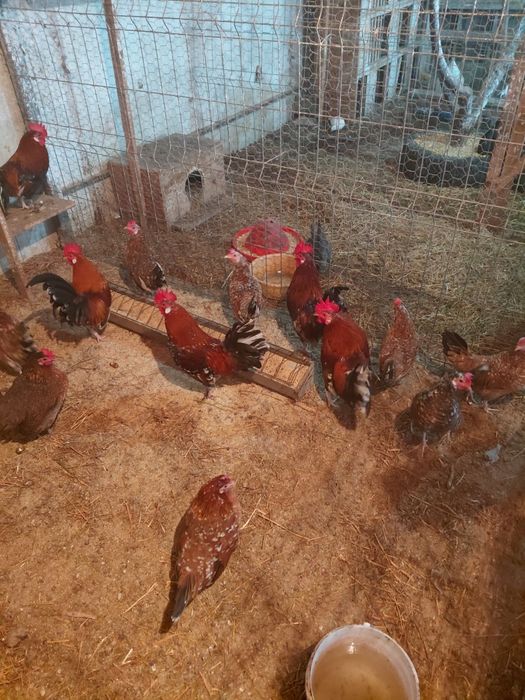 Gainusi americane de vanzare