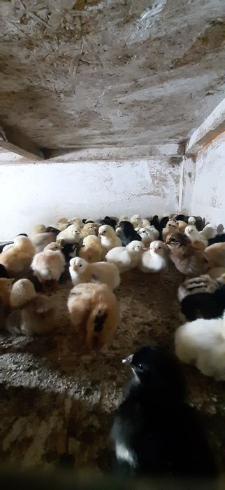 Продам циплят несушка