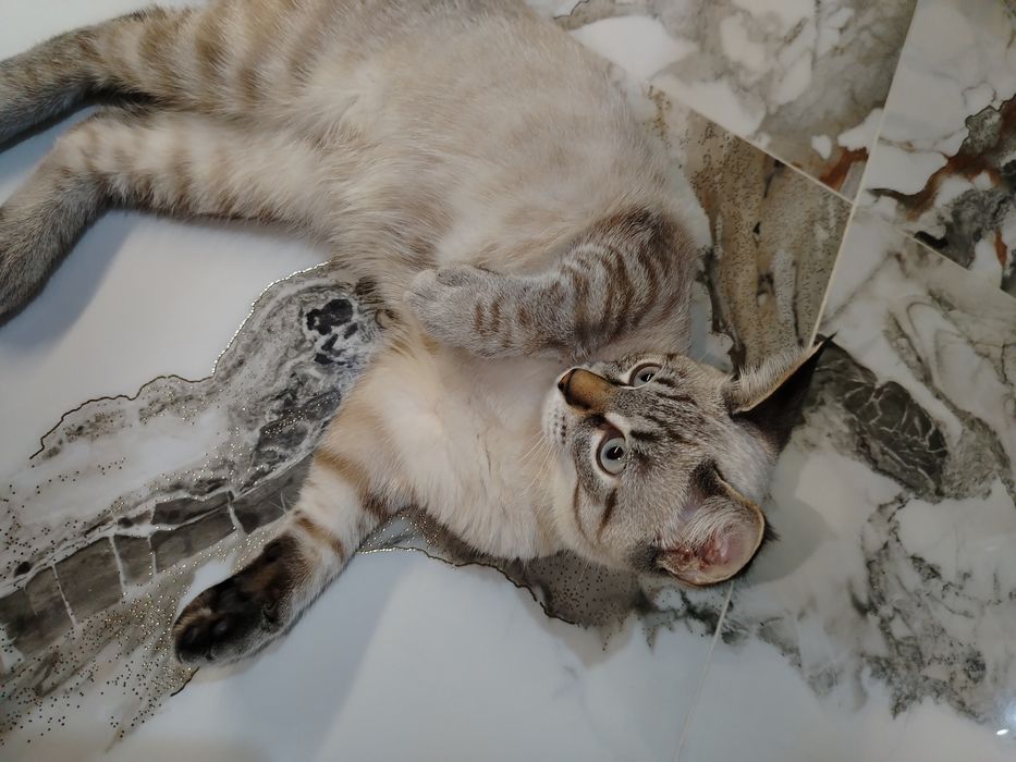 Отдам котёнка в добрые руки