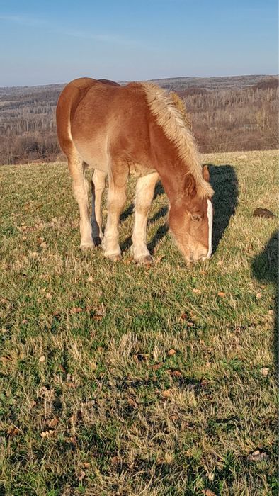 Vand manza din armasarul Fin