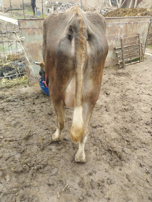 Shvet ona bola sigir sotiladi