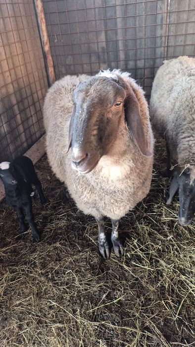 Bernec carabas de vanzare