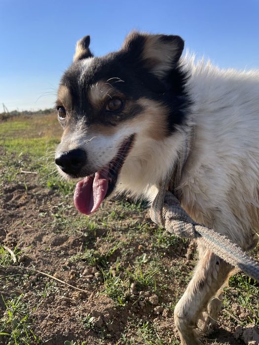 Грю ищет дом!И самого доброго хозяина!