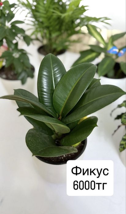 Продажа домашних растений