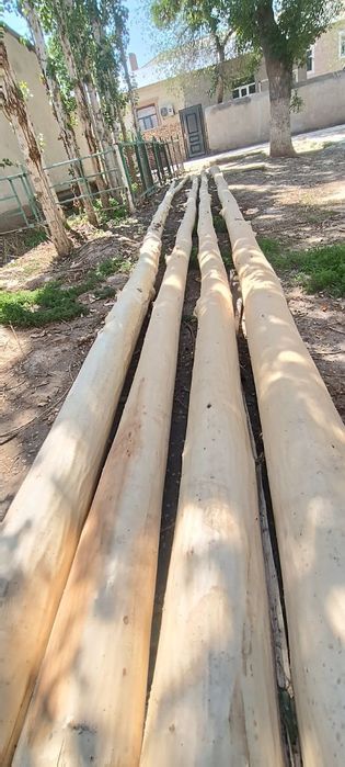 Ак тереклер сатылады