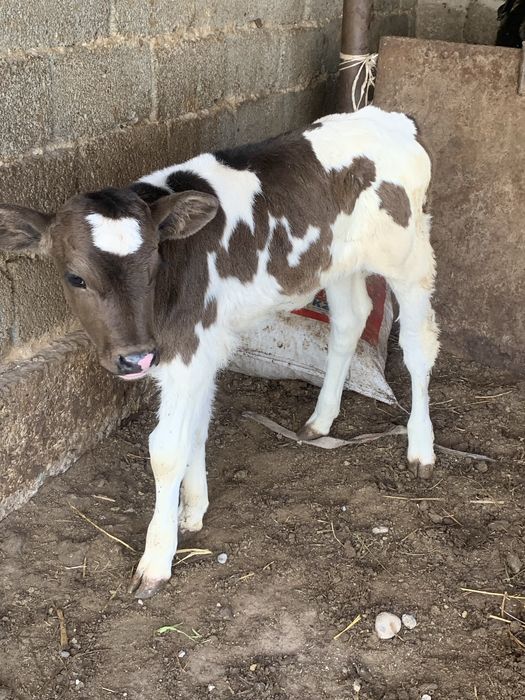 Симентал ұрғашы бұзау бар