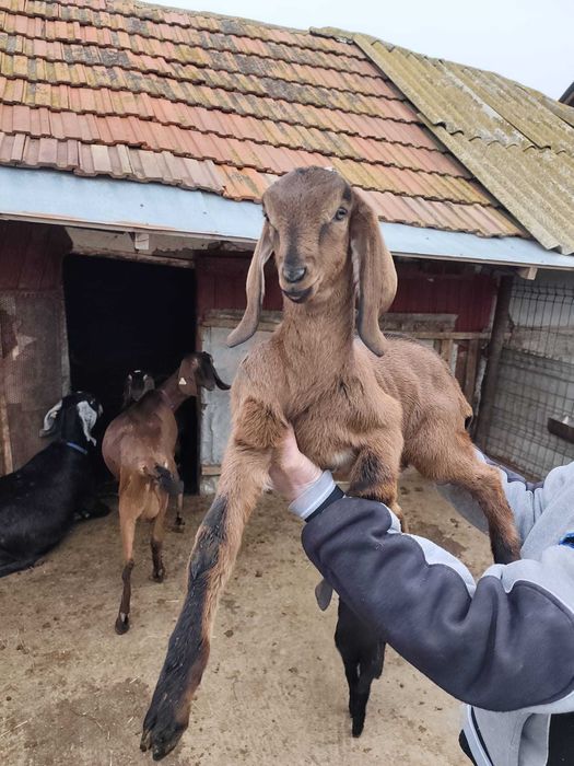 Vând Țap Anglonubian