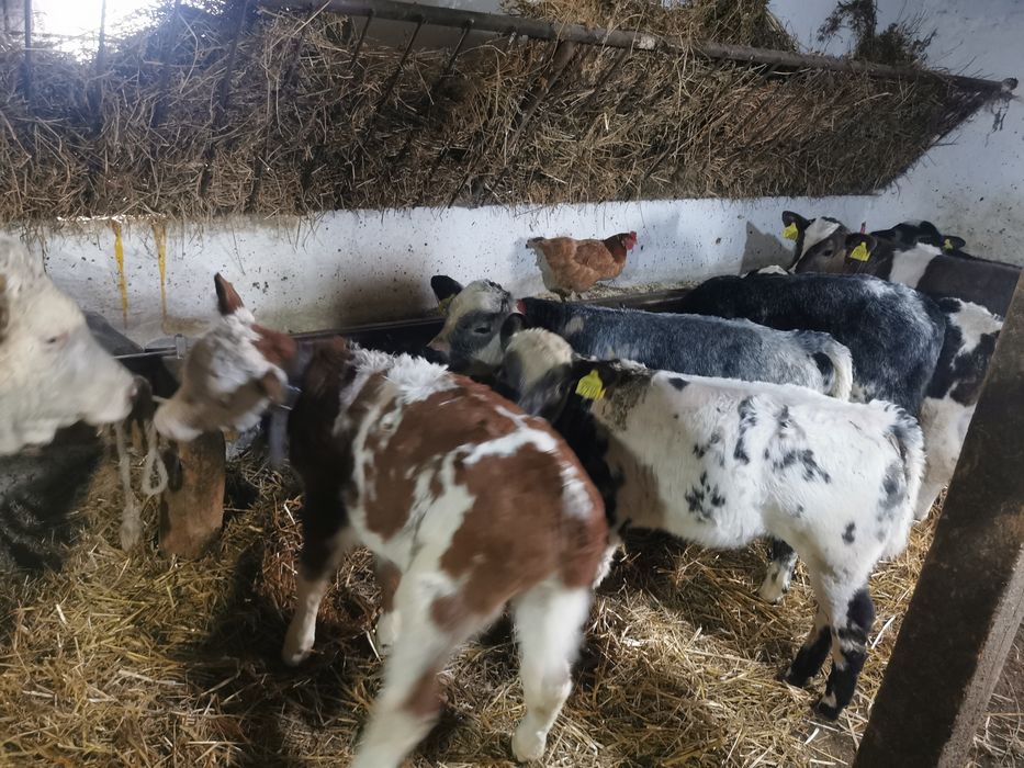 Vând vitei belgieni