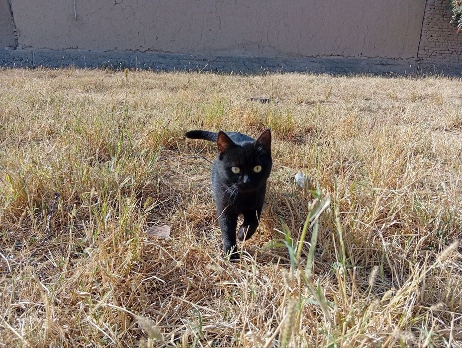 Отдам Кошки  три сестрички