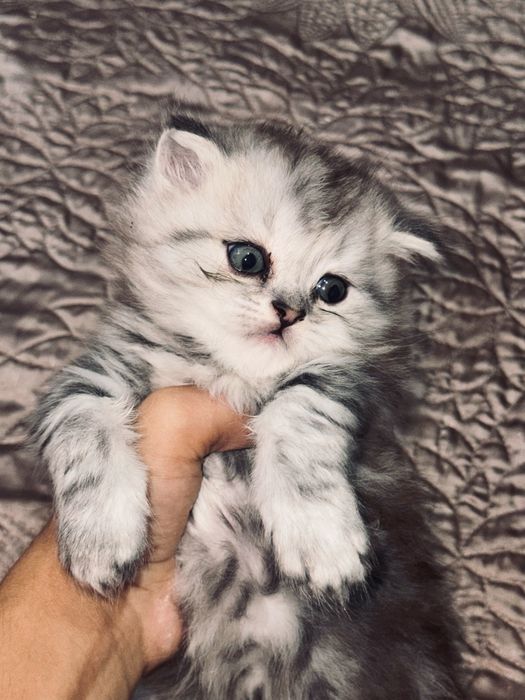 котята шотландской породы