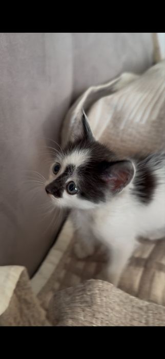Отдам котенка в добрые руки