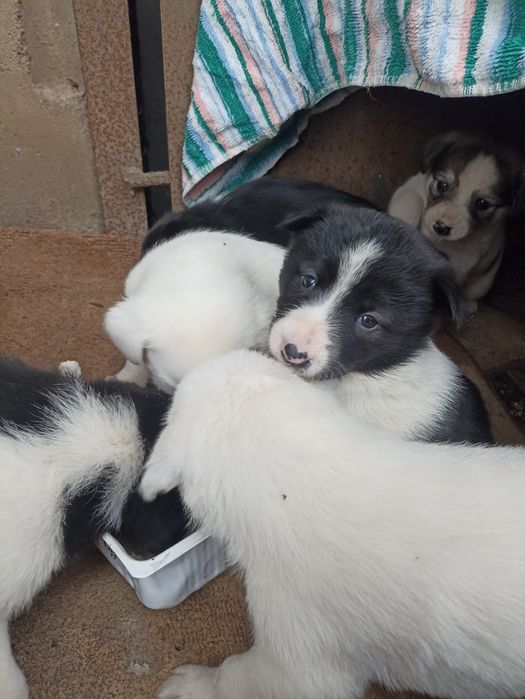 Отдам кутят в добрые руки